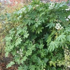 Fatsia Japonica -Garden Plant Store pl2000030879 card4 lg