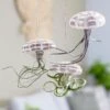 Hanging Jellyfish (air Plant) -Garden Plant Store pl2000031728