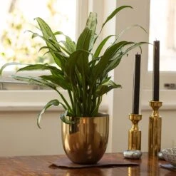 Aglaonema 'Cutlass' -Garden Plant Store pl2000032037 card3 lg