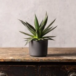 Agave 'Shaka Zulu' 2 Agave 'Shaka Zulu' -Garden Plant Store pl2000032043 card3 lg