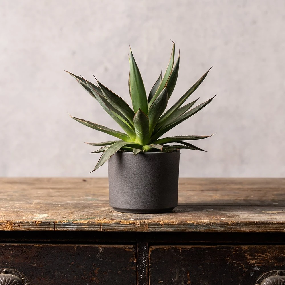 Agave 'Shaka Zulu' Agave 'Shaka Zulu' -Garden Plant Store pl2000032043 card3 lg