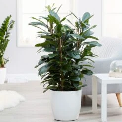 Ficus Cyathistipula -Garden Plant Store pl2000032064 card3 lg