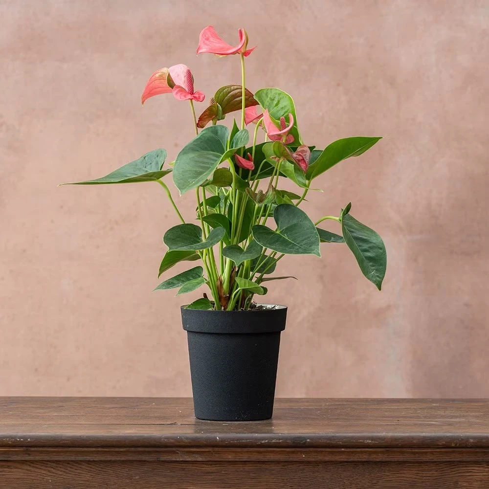 Anthurium Pink Champion ('Antinkeles') (PBR) Anthurium Pink Champion ('Antinkeles') (PBR) -Garden Plant Store pl2000032090 card2 lg