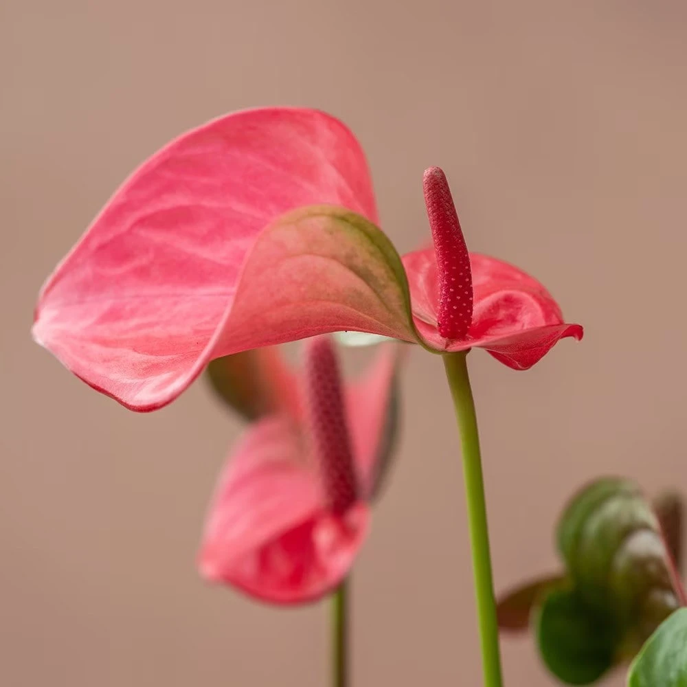 Anthurium Pink Champion ('Antinkeles') (PBR) Anthurium Pink Champion ('Antinkeles') (PBR) -Garden Plant Store pl2000032090 card3 lg