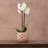 Phalaenopsis Grandiflorum 'White' -Garden Plant Store pl2000032092