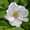 Rosa Rugosa 'Alba' -Garden Plant Store pl2000032867