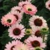 Echinacea SunSeekers Salmon ('IFECSSSAL') (PBR) (SunSeekers Series) -Garden Plant Store pl2000033448