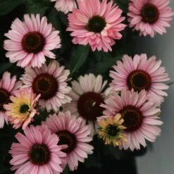 Echinacea SunSeekers Salmon ('IFECSSSAL') (PBR) (SunSeekers Series) -Garden Plant Store pl2000033448 card3 lg