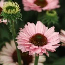 Echinacea SunSeekers Salmon ('IFECSSSAL') (PBR) (SunSeekers Series) -Garden Plant Store pl2000033448 card4 lg