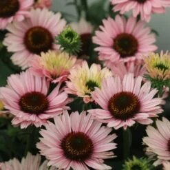 Echinacea SunSeekers Salmon ('IFECSSSAL') (PBR) (SunSeekers Series) -Garden Plant Store pl2000033448 card5 lg