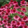 Echinacea Delicious Candy ('Noortdeli') (PBR) 10 Echinacea Delicious Candy ('Noortdeli') (PBR) -Garden Plant Store pl2000033449
