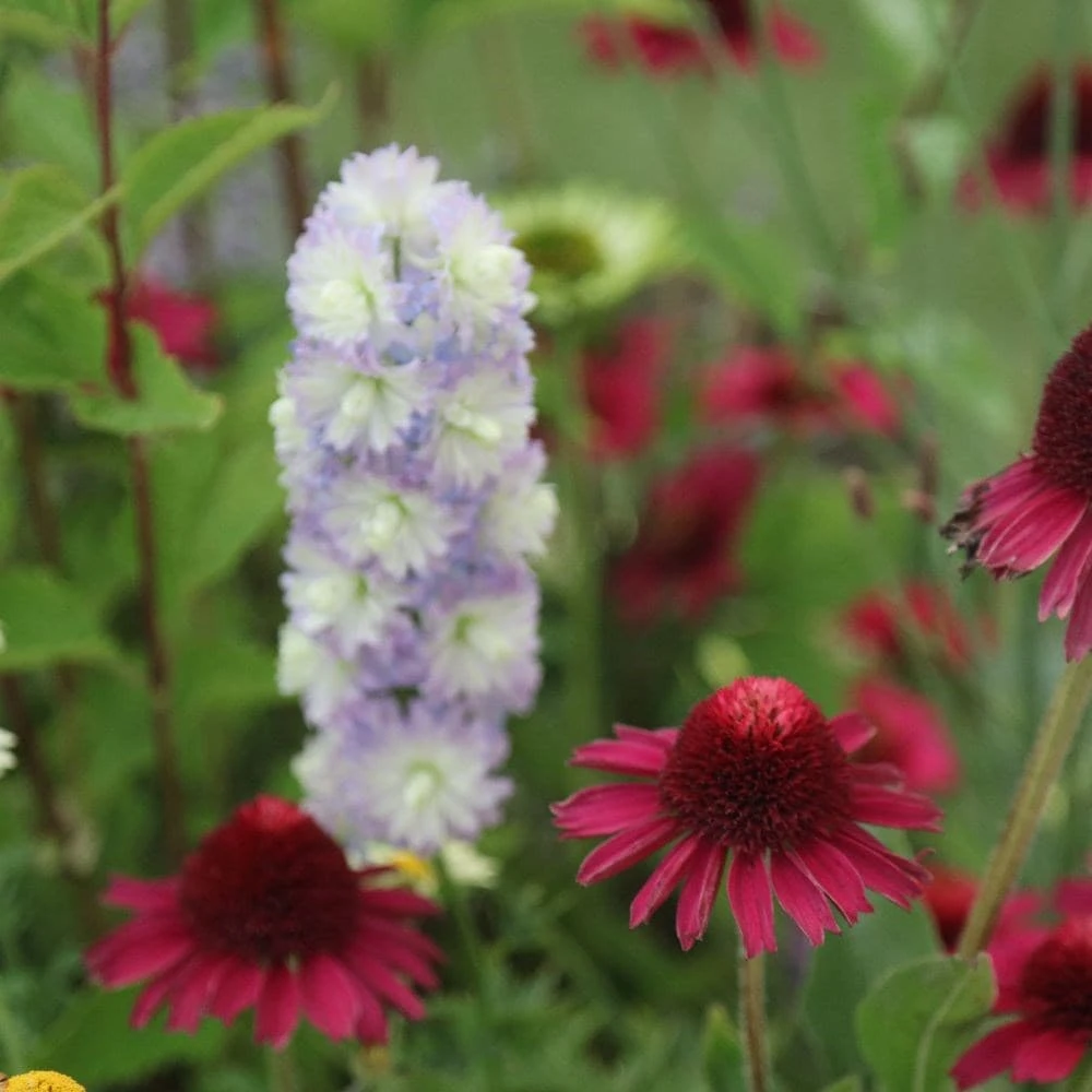 Echinacea Delicious Candy ('Noortdeli') (PBR) Echinacea Delicious Candy ('Noortdeli') (PBR) -Garden Plant Store pl2000033449 card2 lg