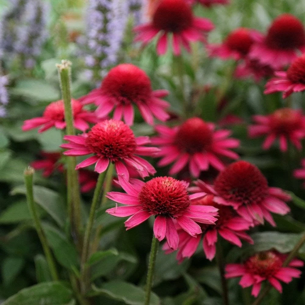 Echinacea Delicious Candy ('Noortdeli') (PBR) Echinacea Delicious Candy ('Noortdeli') (PBR) -Garden Plant Store pl2000033449 card3 lg