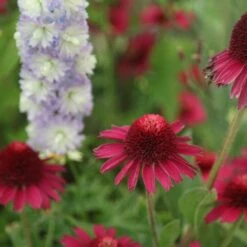Echinacea Delicious Candy ('Noortdeli') (PBR) 3 Echinacea Delicious Candy ('Noortdeli') (PBR) -Garden Plant Store pl2000033449 card4 lg