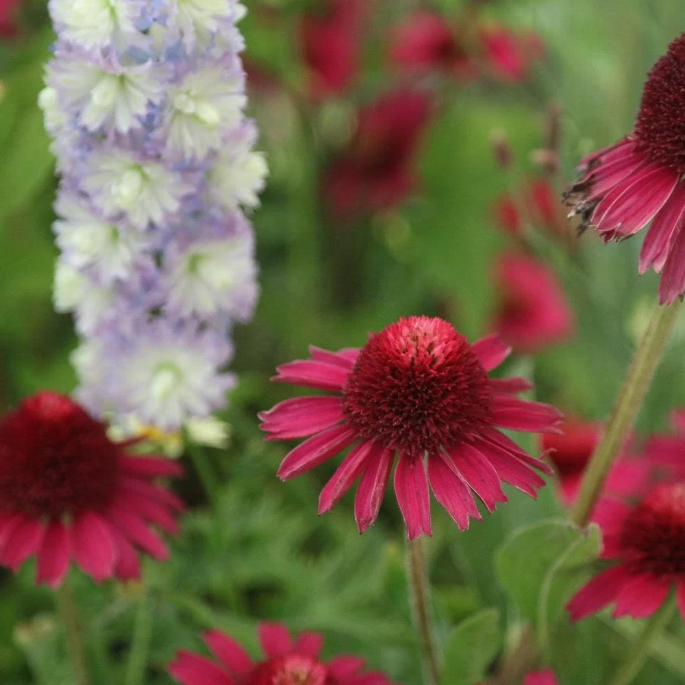 Echinacea Delicious Candy ('Noortdeli') (PBR) Echinacea Delicious Candy ('Noortdeli') (PBR) -Garden Plant Store pl2000033449 card4 lg