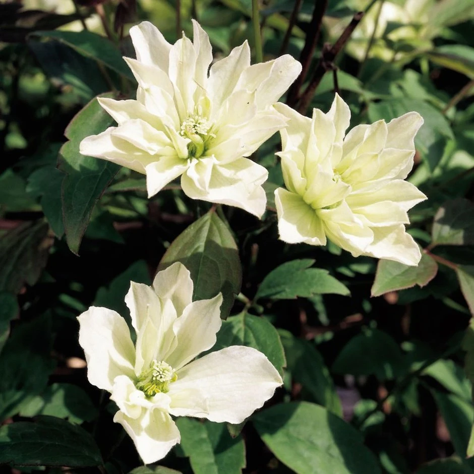 Clematis 'Star' (PBR) Clematis 'Star' (PBR) -Garden Plant Store pl2000033504