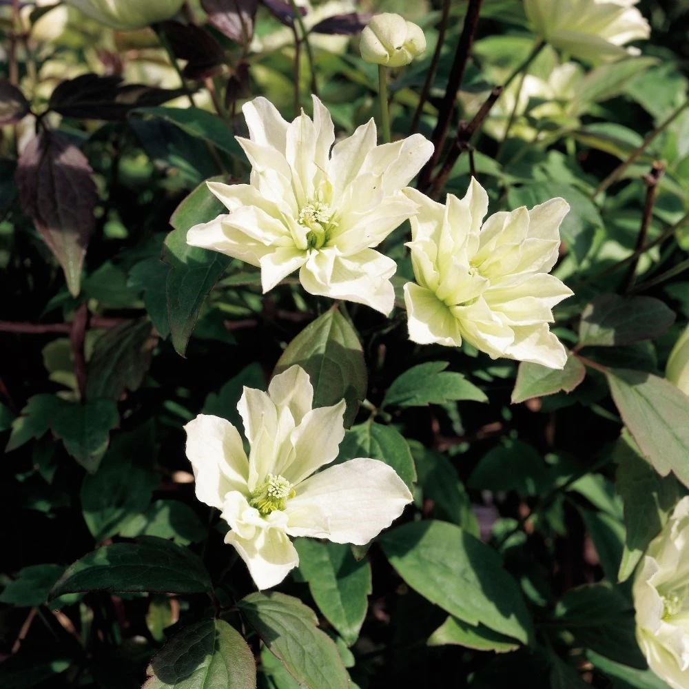 Clematis 'Star' (PBR) Clematis 'Star' (PBR) -Garden Plant Store pl2000033504 card2 lg