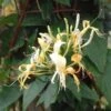 Lonicera Similis Var. Delavayi -Garden Plant Store pl2000033508
