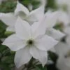 Clematis Forever Friends ('Zofofri') (PBR) -Garden Plant Store pl2000033515
