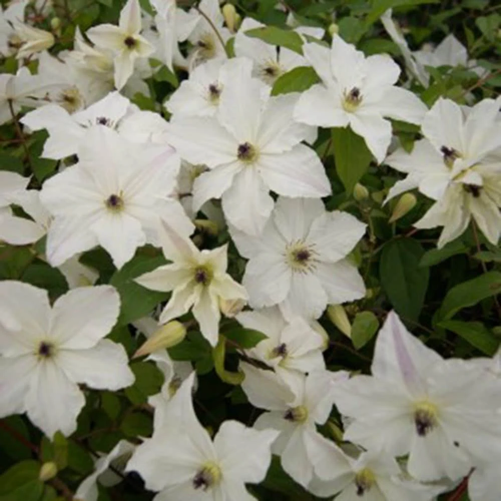 Clematis Forever Friends ('Zofofri') (PBR) Clematis Forever Friends ('Zofofri') (PBR) -Garden Plant Store pl2000033515 card2 lg