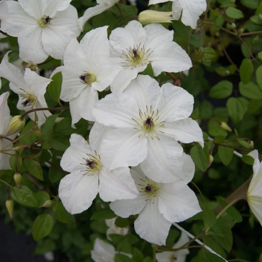 Clematis Forever Friends ('Zofofri') (PBR) Clematis Forever Friends ('Zofofri') (PBR) -Garden Plant Store pl2000033515 card3 lg