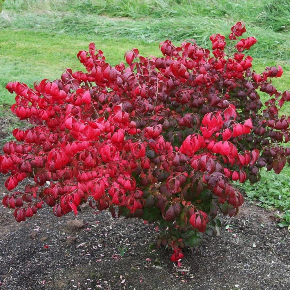 Euonymus alatus 'Compactus' Euonymus Alatus 'Compactus' -Garden Plant Store pl2000033519 card2 lg