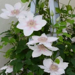 Clematis Corinne ('Evipo063') (PBR) (Boulevard Series) -Garden Plant Store pl2000033535 card3 lg