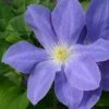Clematis Diana's Delight ('Evipo026') (PBR) (Boulevard Series) -Garden Plant Store pl2000033540