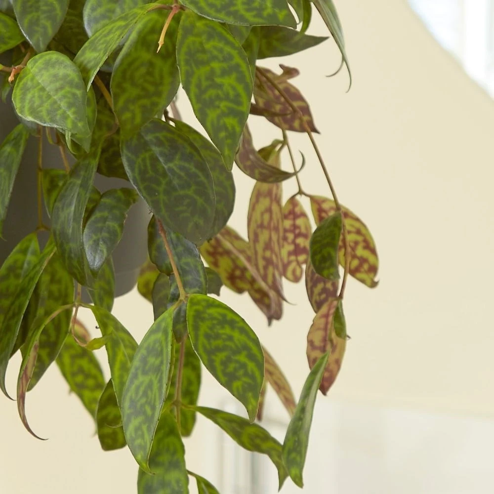 Aeschynanthus longicaulis Aeschynanthus Longicaulis -Garden Plant Store pl2000033576 card2 lg