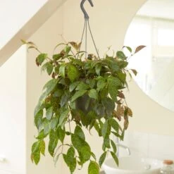 Aeschynanthus Longicaulis 2 Aeschynanthus Longicaulis -Garden Plant Store pl2000033576 card3 lg