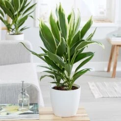 Cordyline Fruticosa 'Conga' -Garden Plant Store pl2000033582 card3 lg