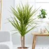 Dracaena Marginata 'Sunray' (PBR) -Garden Plant Store pl2000033607