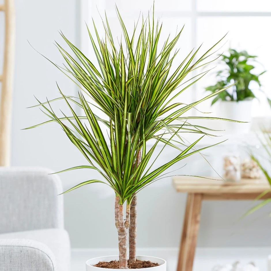 Dracaena marginata 'Sunray' (PBR) Dracaena Marginata 'Sunray' (PBR) -Garden Plant Store pl2000033607