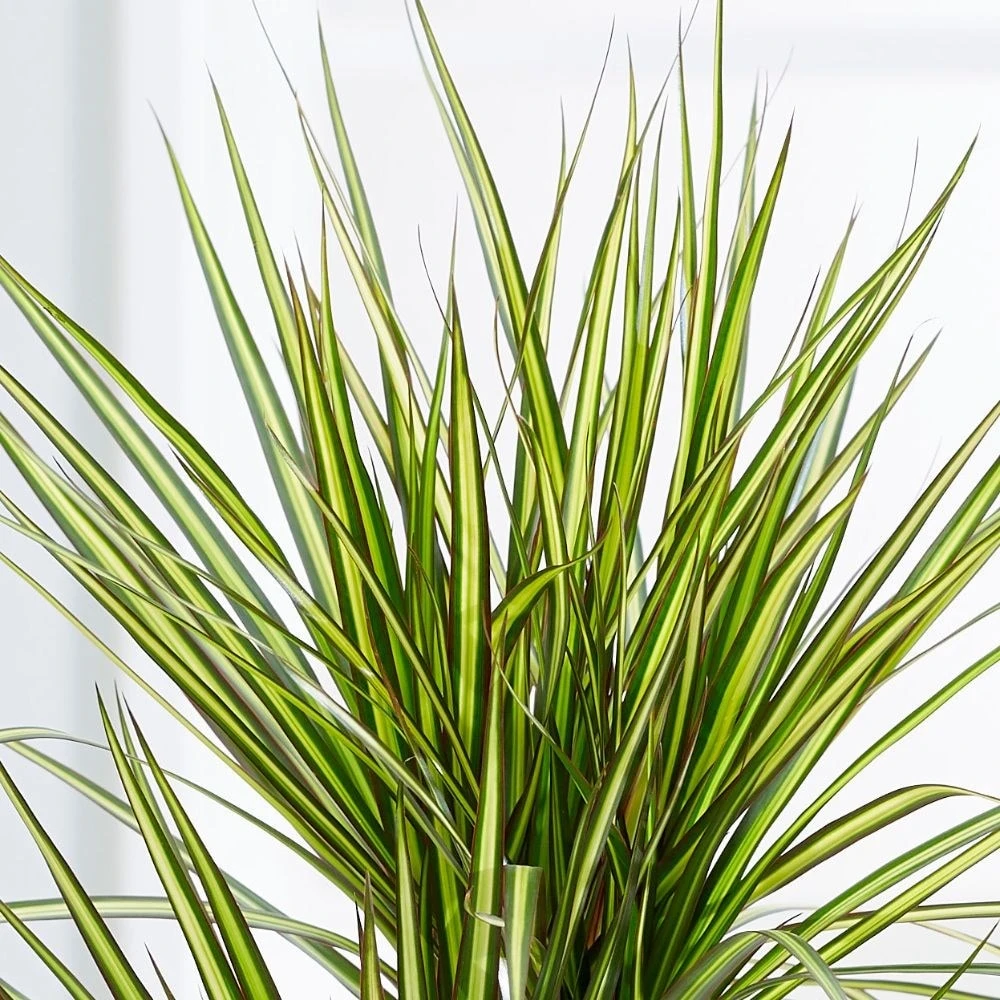 Dracaena marginata 'Sunray' (PBR) Dracaena Marginata 'Sunray' (PBR) -Garden Plant Store pl2000033607 card2 lg