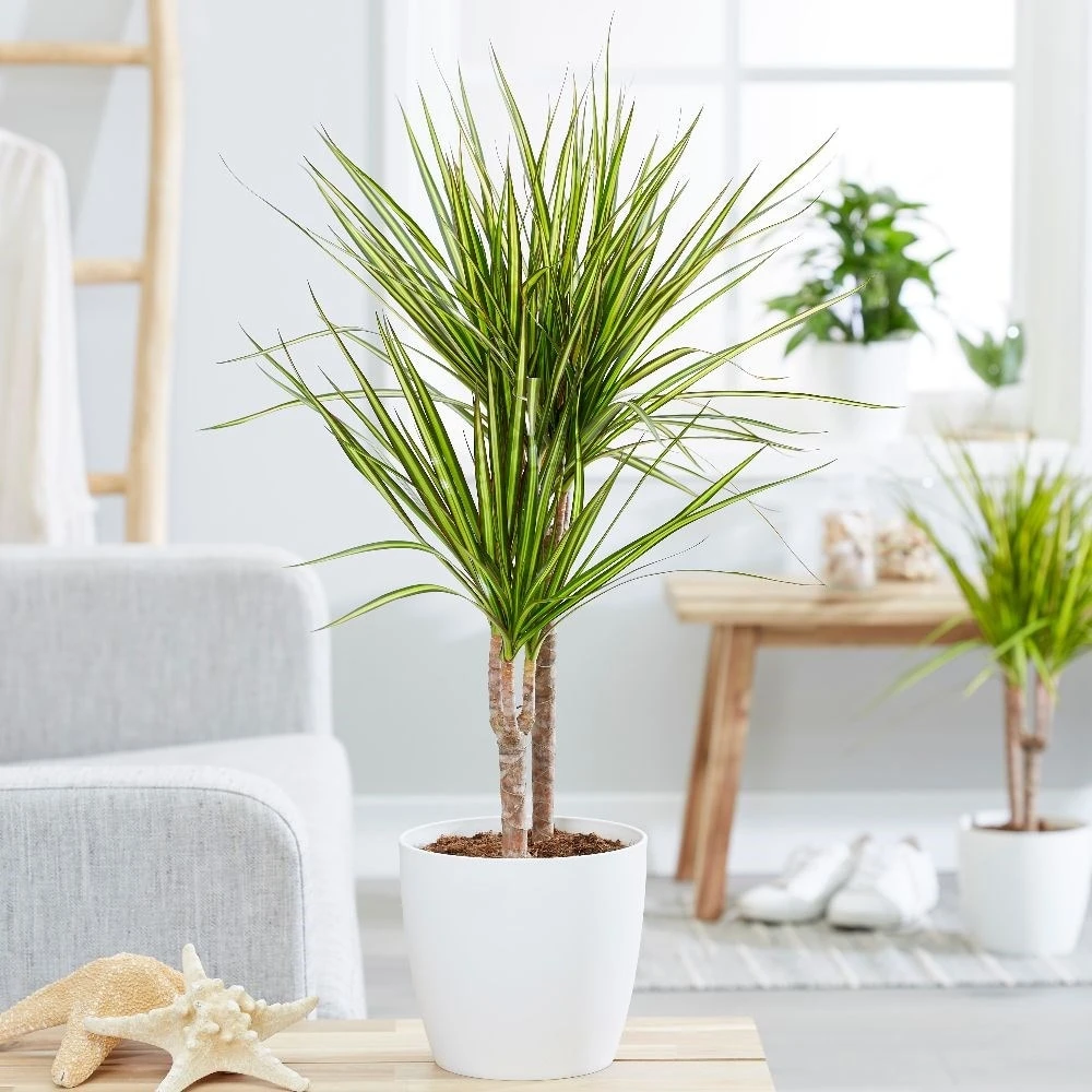 Dracaena marginata 'Sunray' (PBR) Dracaena Marginata 'Sunray' (PBR) -Garden Plant Store pl2000033607 card3 lg