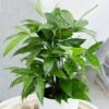 Dracaena Surculosa 3 Dracaena Surculosa -Garden Plant Store pl2000034374