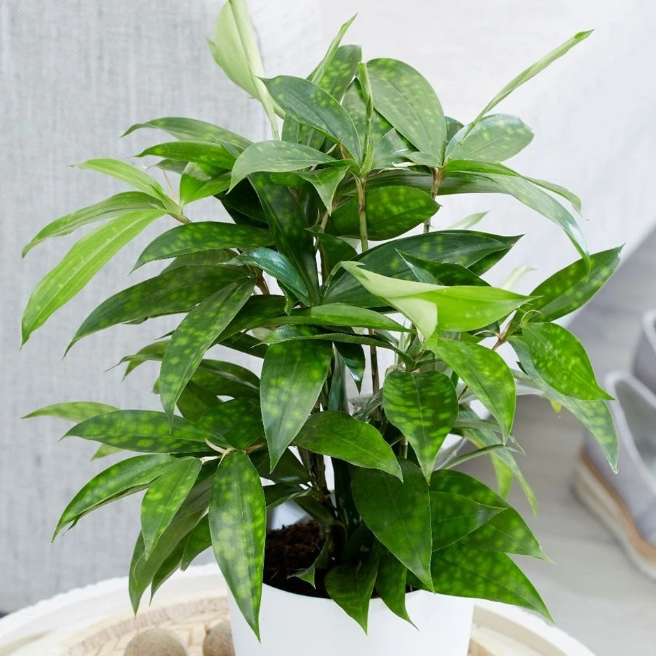 Dracaena surculosa Dracaena Surculosa -Garden Plant Store pl2000034374