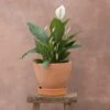 Spathiphyllum Bingo Cupido ('Spapril') (PBR) -Garden Plant Store pl2000034375