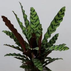 Goeppertia Lancifolia -Garden Plant Store pl2000034393 card3 lg