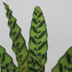 Goeppertia Lancifolia -Garden Plant Store pl2000034393 card4 lg