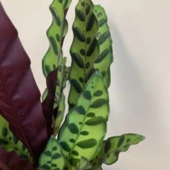 Goeppertia Lancifolia -Garden Plant Store pl2000034393 card5 lg