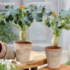 Jatropha Podagrica -Garden Plant Store pl2000034415 card3 lg