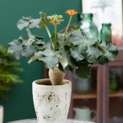 Jatropha Podagrica -Garden Plant Store pl2000034415 card5 lg