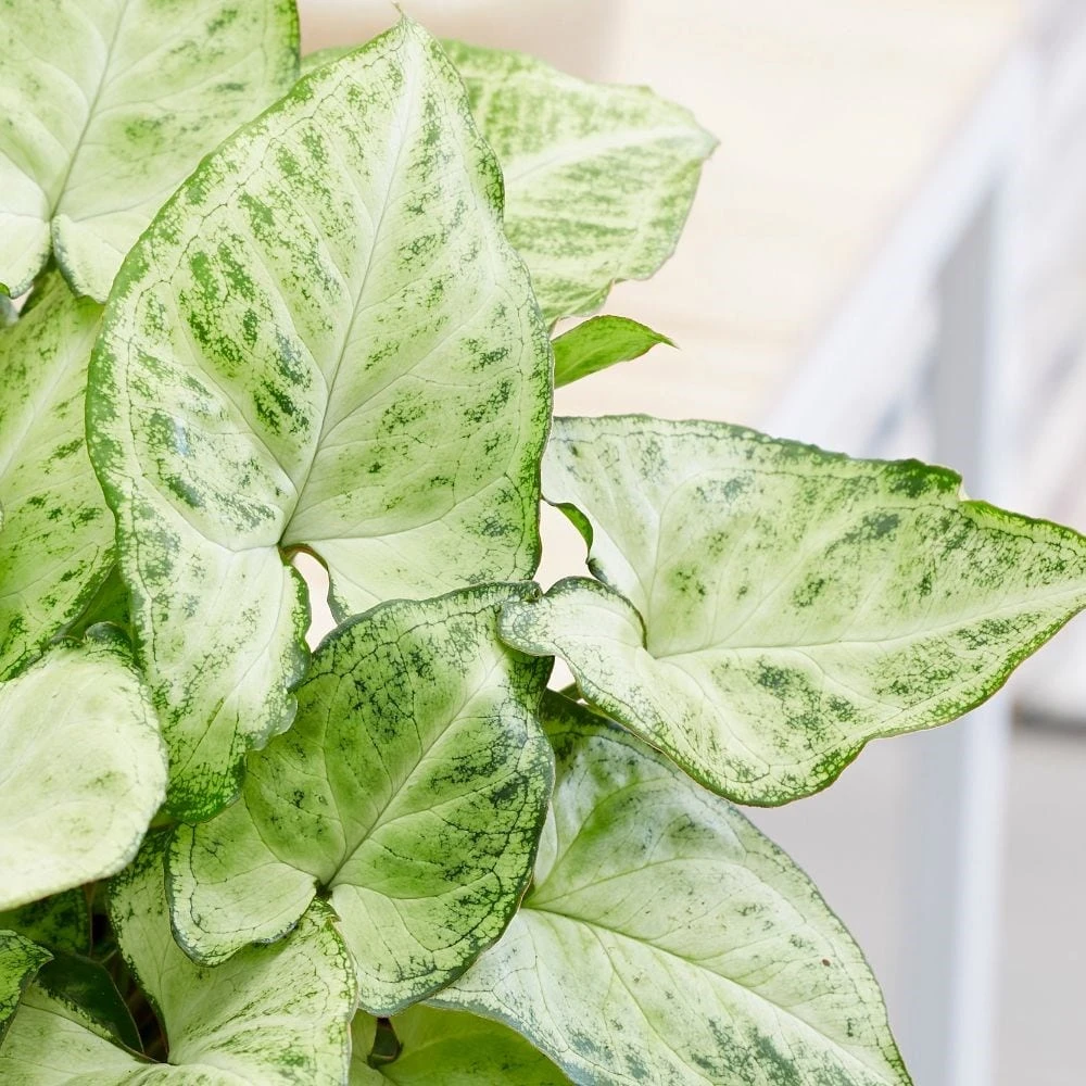 Syngonium 'Arrow' Syngonium 'Arrow' -Garden Plant Store pl2000034427 card2 lg