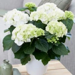 Hydrangea Macrophylla 'Schneeball'