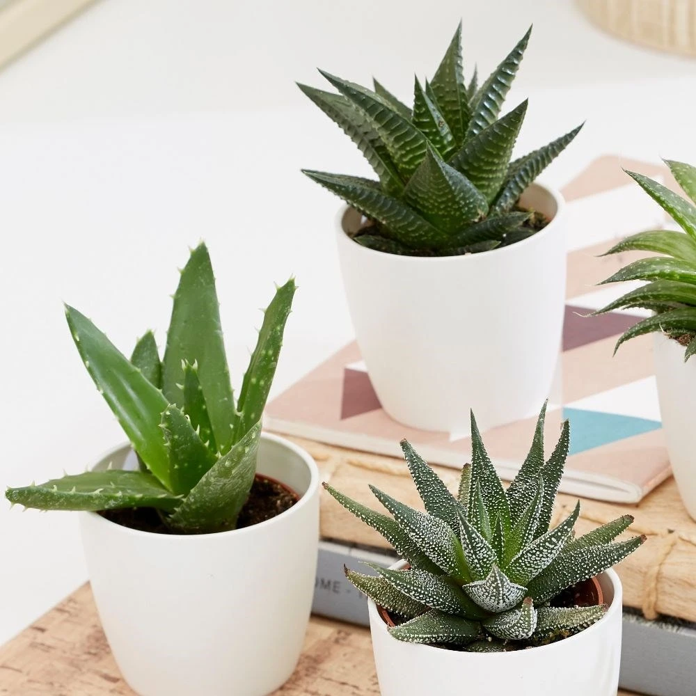 Aloe and Haworthia succulent collection Aloe And Haworthia Succulent Collection -Garden Plant Store pl2000034438 card2 lg