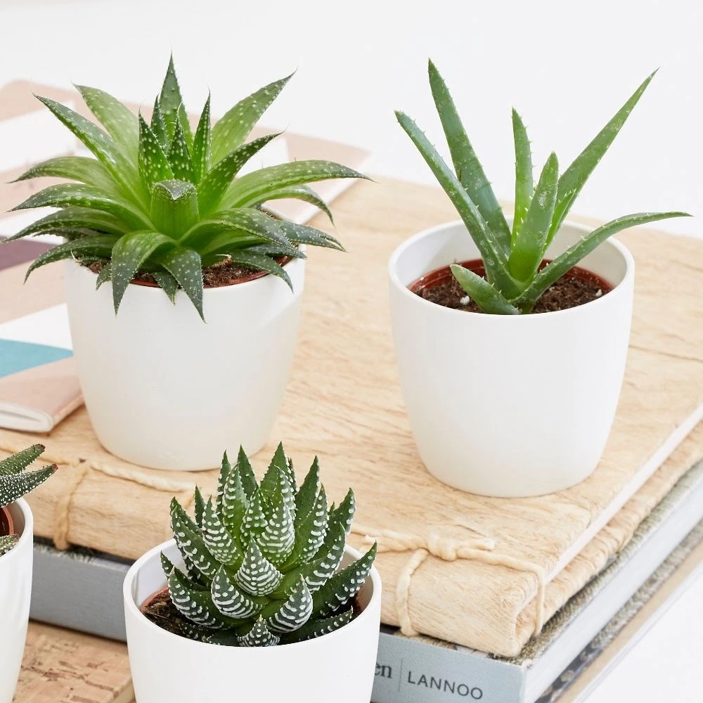 Aloe and Haworthia succulent collection Aloe And Haworthia Succulent Collection -Garden Plant Store pl2000034438 card3 lg