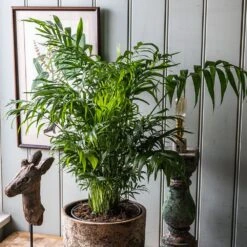 Chamaedorea Elegans -Garden Plant Store pl2000034445 card3 lg