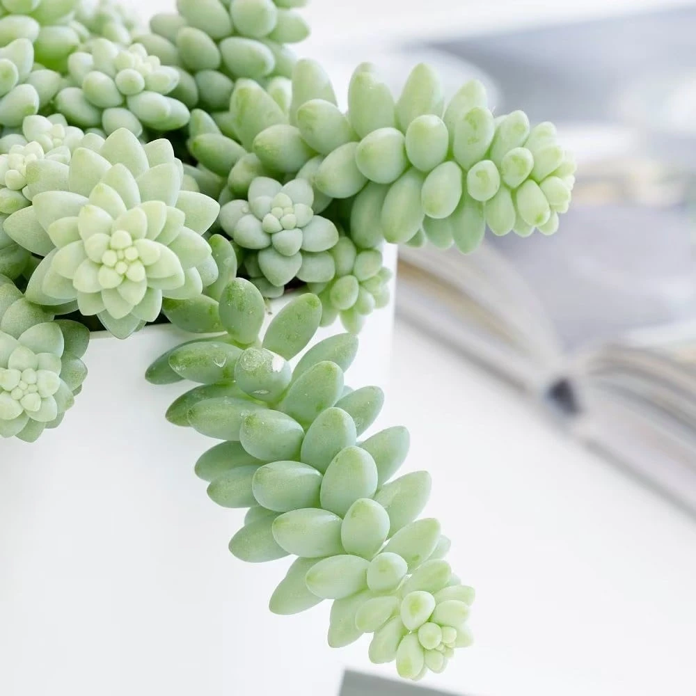 Sedum morganianum Sedum Morganianum -Garden Plant Store pl2000034457 card3 lg