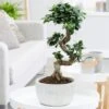 Ficus Microcarpa 'Ginseng' In Bowl Pot 5 Ficus Microcarpa 'Ginseng' In Bowl Pot -Garden Plant Store pl2000034470